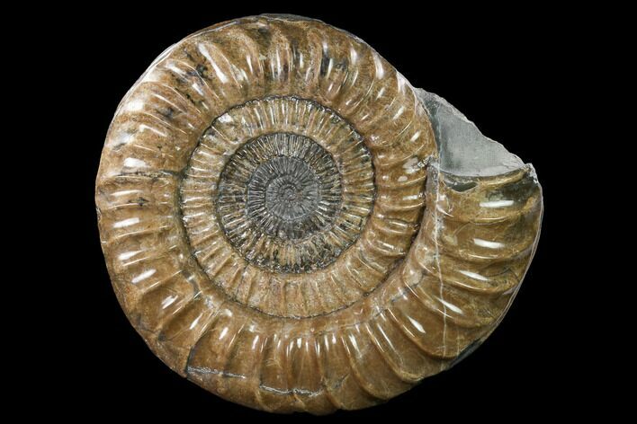 Ammonite (Paracoroniceras) Fossil - Dorset, England #171300